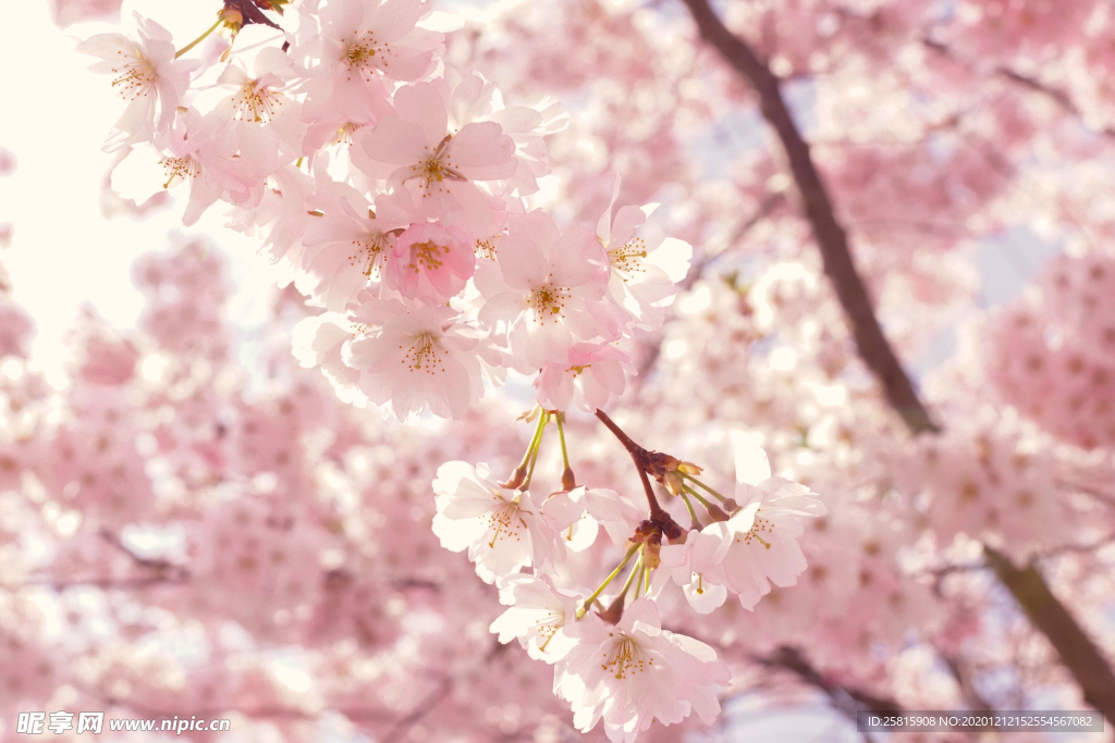 樱花