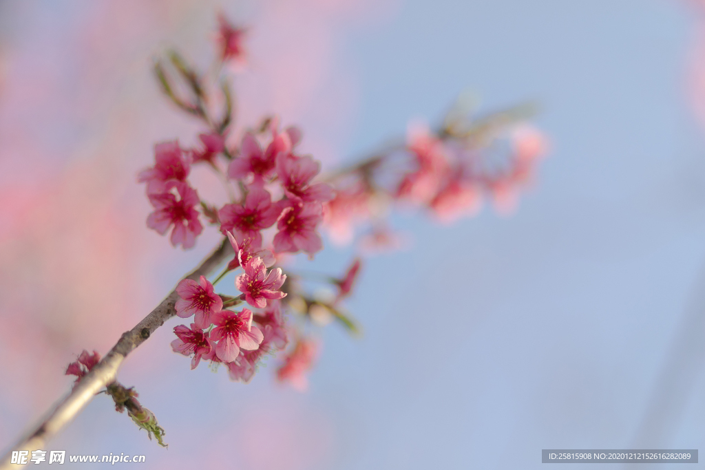 樱花