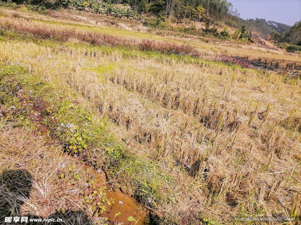 农村 田野 农田 水稻 稻田