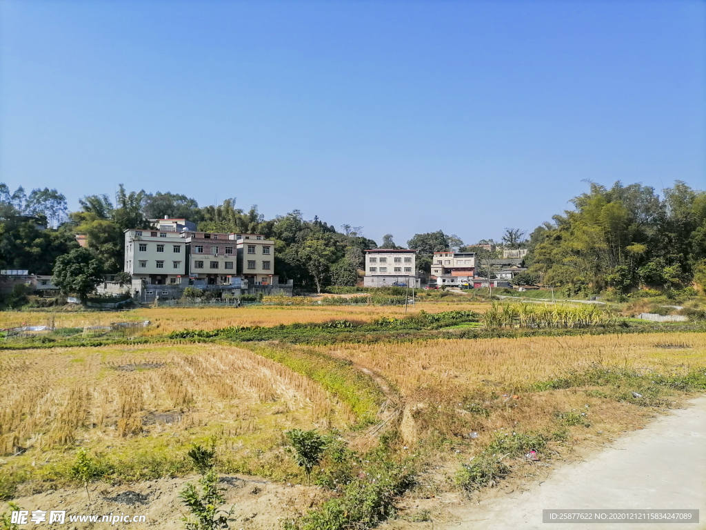 农村 田野 农田 水稻 稻田