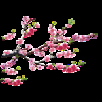 梅花