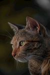 猫 动物摄影