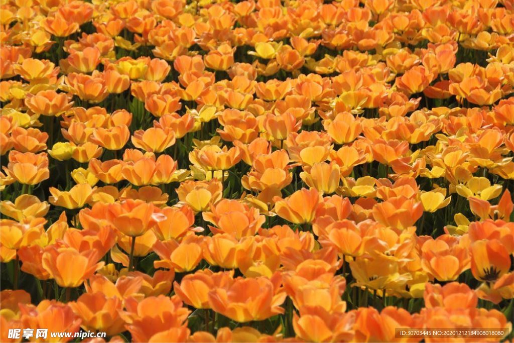 花