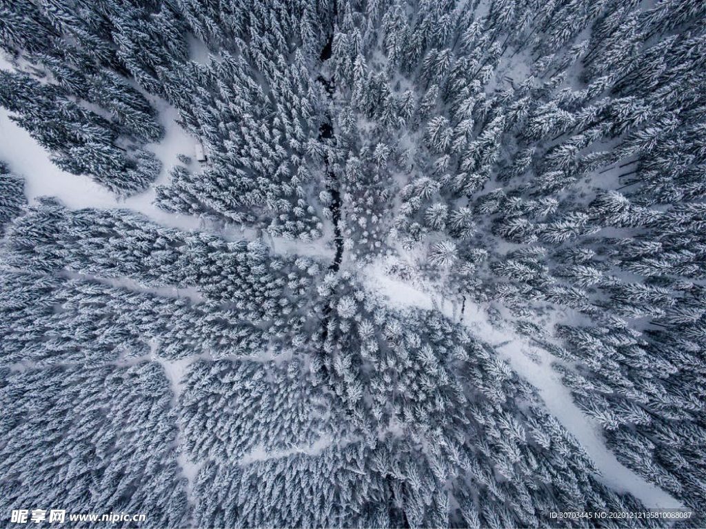 雪树林