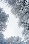 雪树林