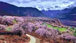 林芝桃花 自然风景 西藏风景