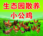 生态园散养公鸡