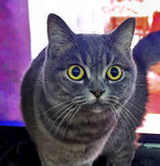 我家的猫咪