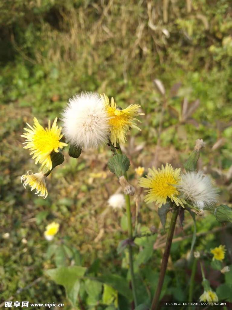 小花
