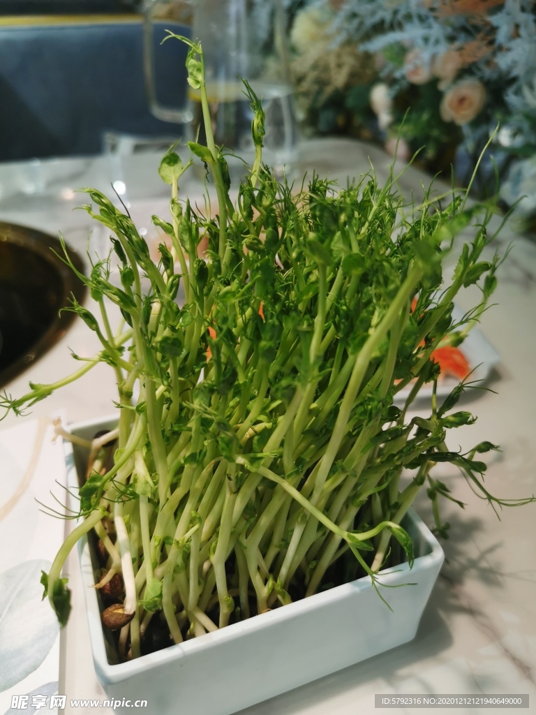 豌豆苗