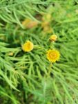 黄菊花