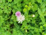 雏菊