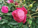 玫瑰花