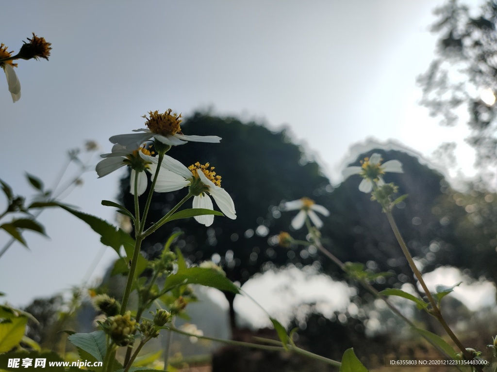 向阳花开