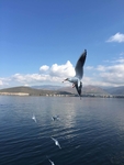 洱海