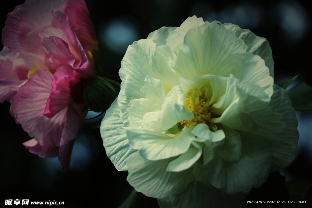 花