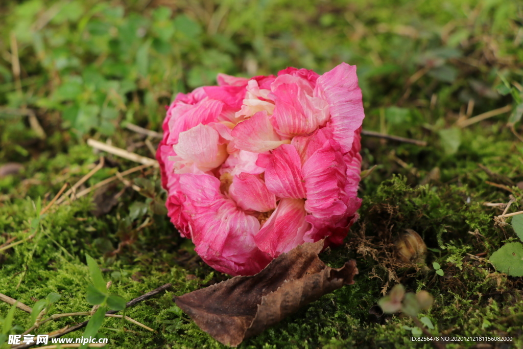 芙蓉花