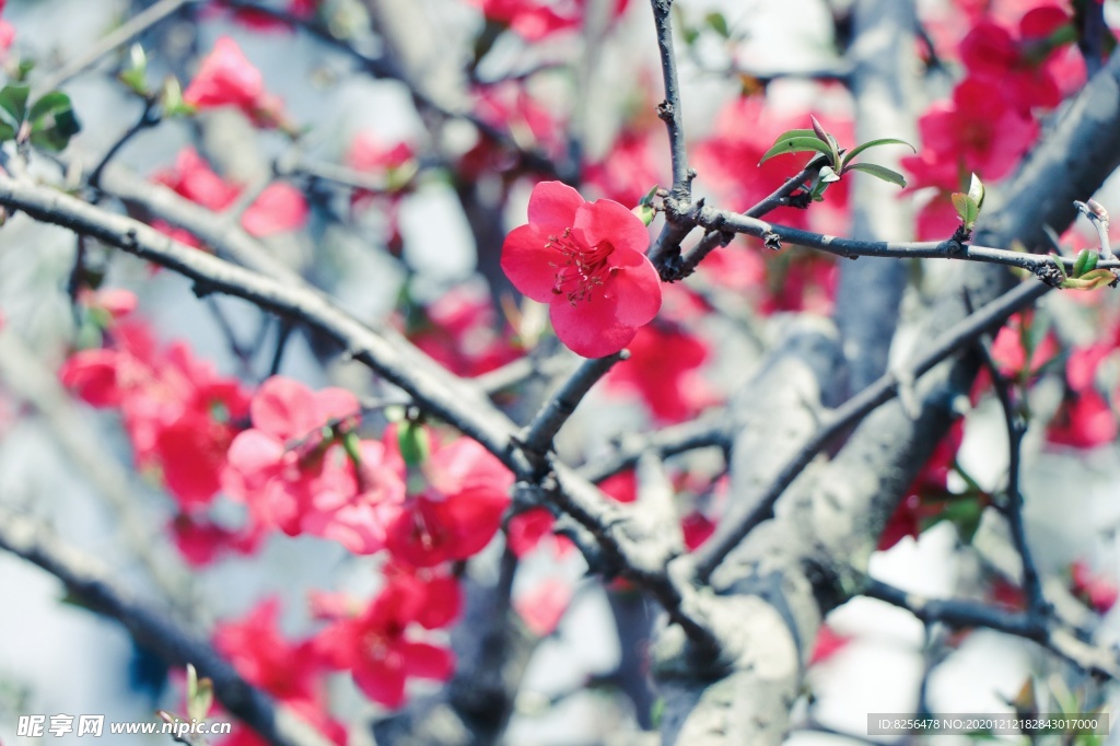 花