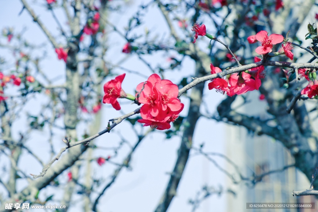 花