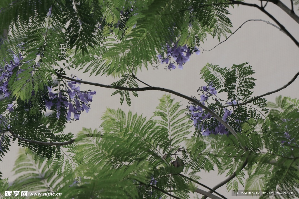 蓝花楹