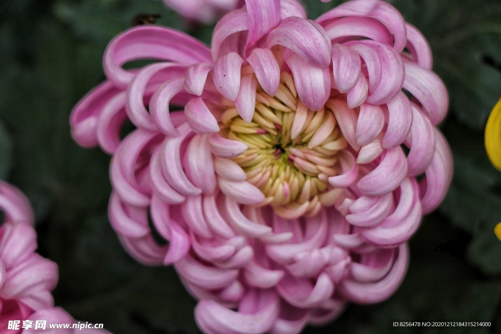 菊花