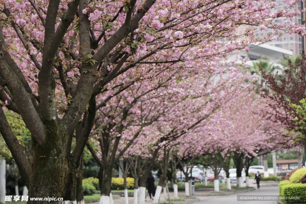 樱花树