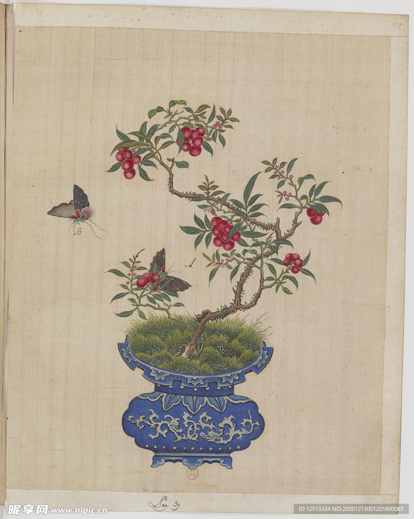 盆景花鸟