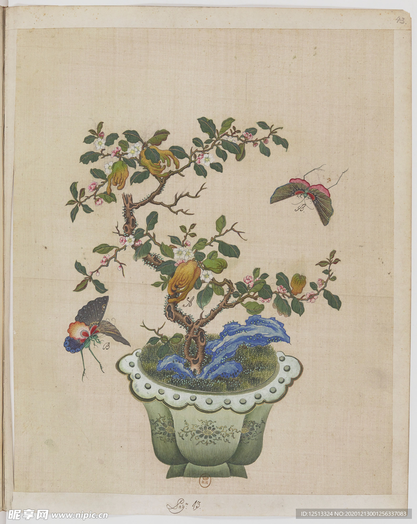 盆景花鸟