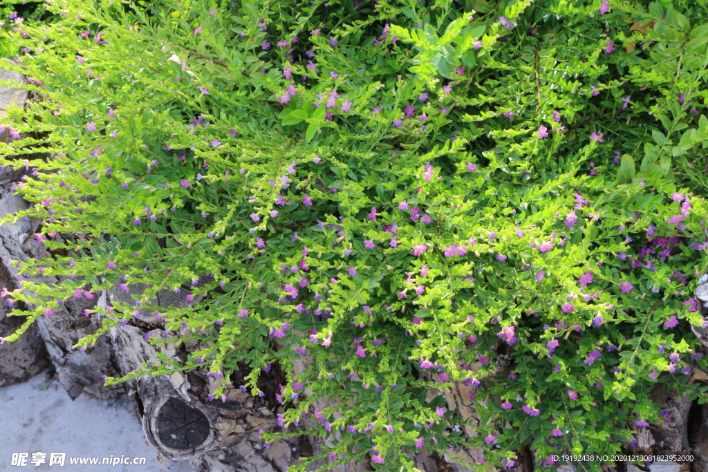 园林风景