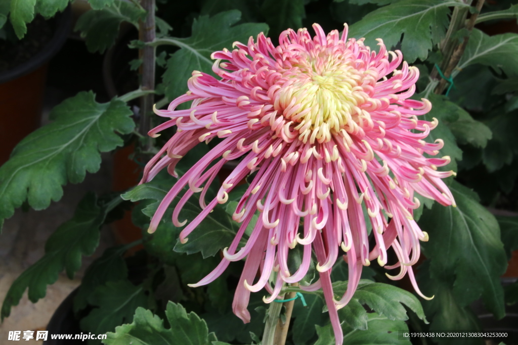 菊花