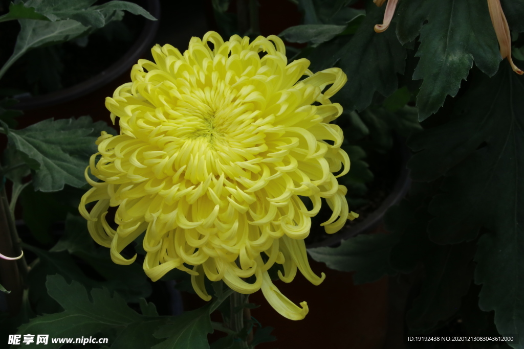 菊花
