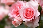玫瑰花