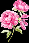 玫瑰花