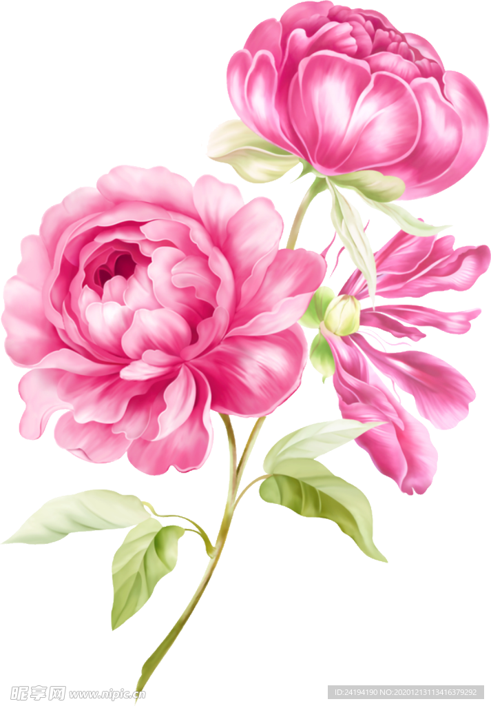 玫瑰花
