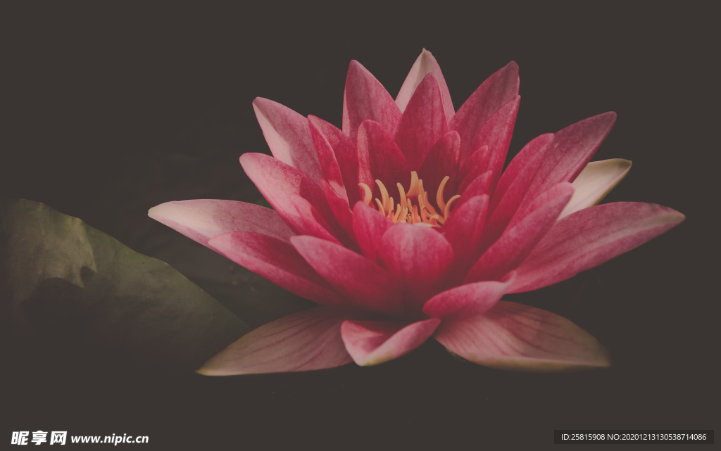 莲花