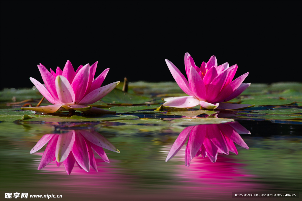 莲花