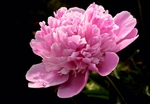 玫瑰花
