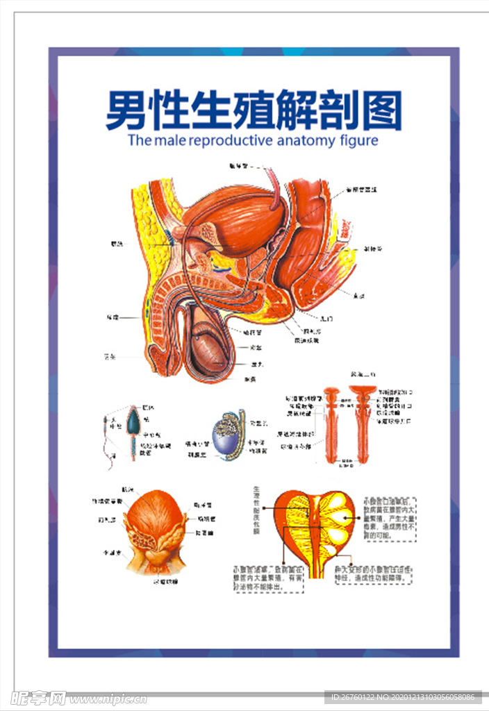 解剖图