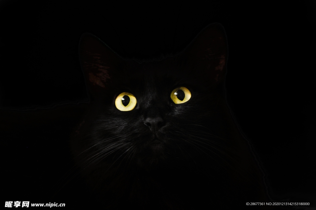 黑色的猫 眼睛