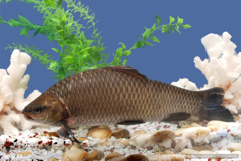 海鲜生鲜