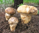 火锅菌类配菜