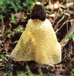 火锅菌类配菜