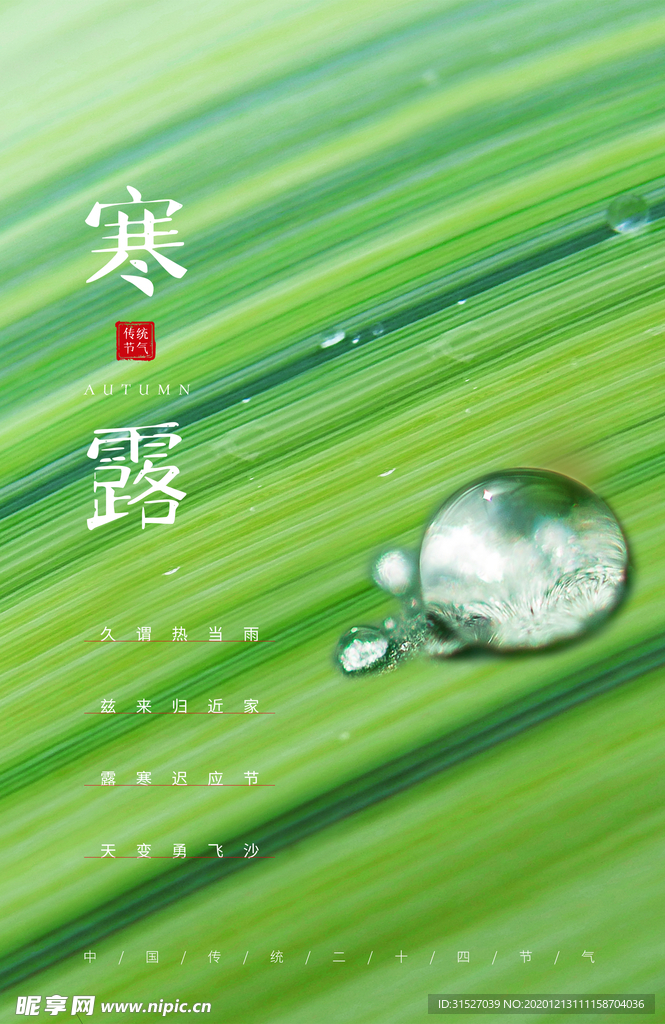 简约清新24节气之寒露