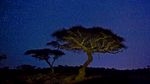 迎客松 树木 夜景