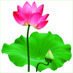 荷花