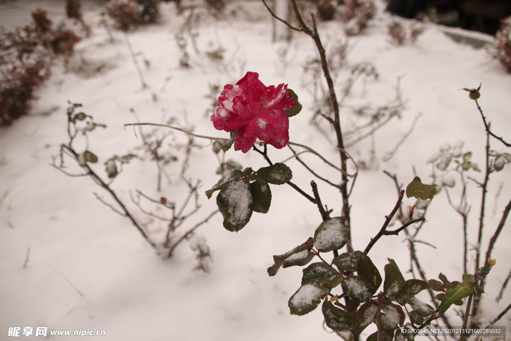 雪中玫瑰