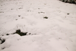 雪地