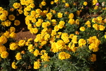 菊花堆