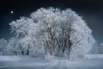 雪景