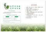 艾草艾灸